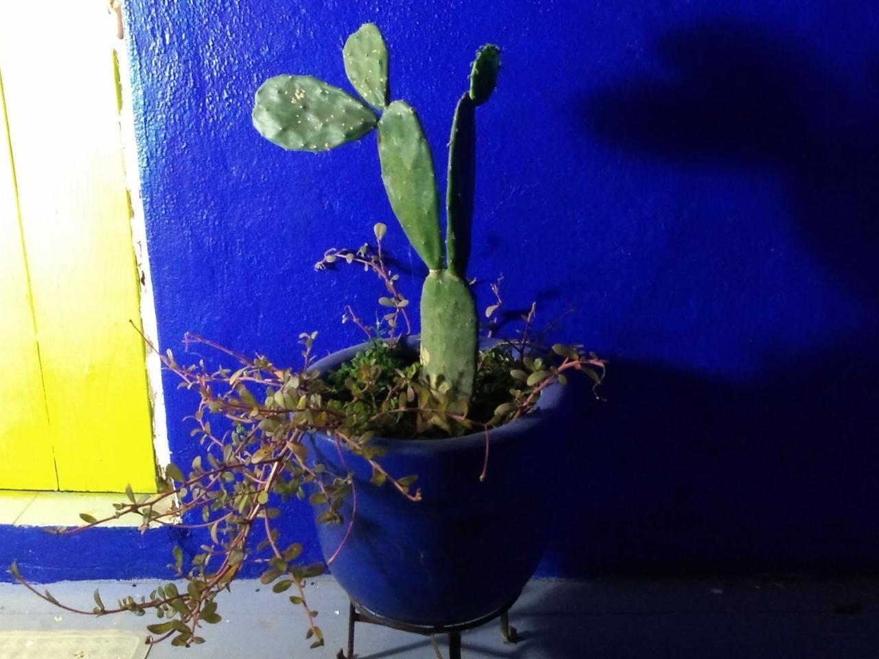 Lola Atlachinolli Sayulita Luaran gambar